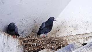 Pigeons Nesting on Structure